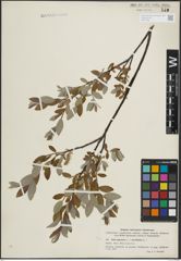 Foto von Salix lapponum L. x Salix myrtilloides L.